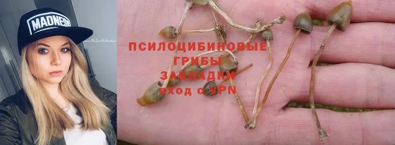 наркотики  Барабинск  Псилоцибиновые грибы Psilocybine cubensis 